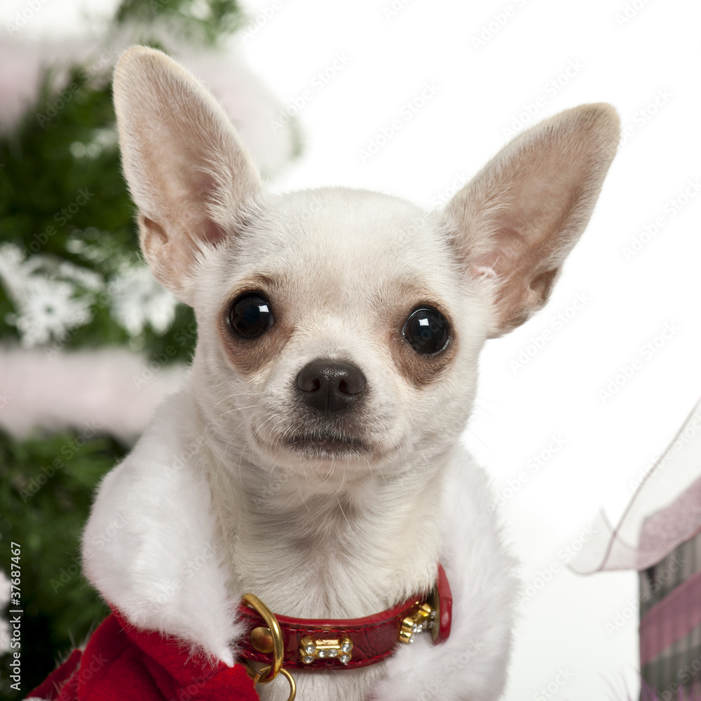 Close-up of Chihuahua, 8 months old, with Christmas gifts