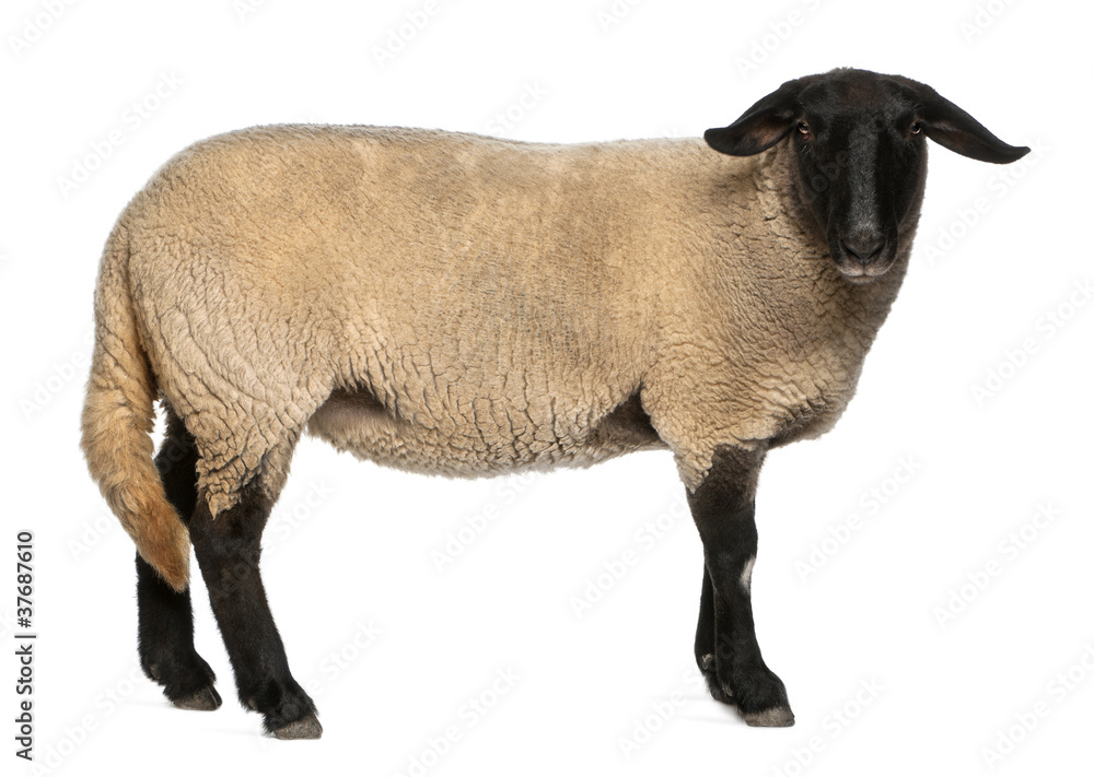 Fototapeta premium Female Suffolk sheep, Ovis aries, 2 years old, standing