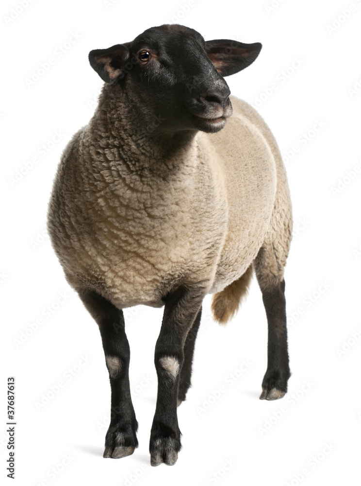 Fototapeta premium Female Suffolk sheep, Ovis aries, 2 years old, standing