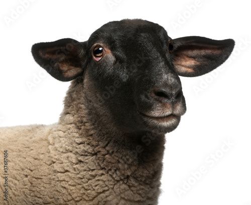 Obraz na płótnie Female Suffolk sheep, Ovis aries, 2 years old, portrait