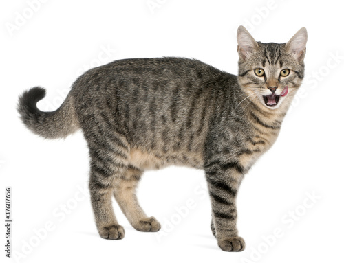 Mixed-breed cat, Felis catus, 6 months old, standing