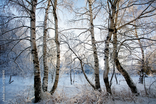 zimowy krajobraz