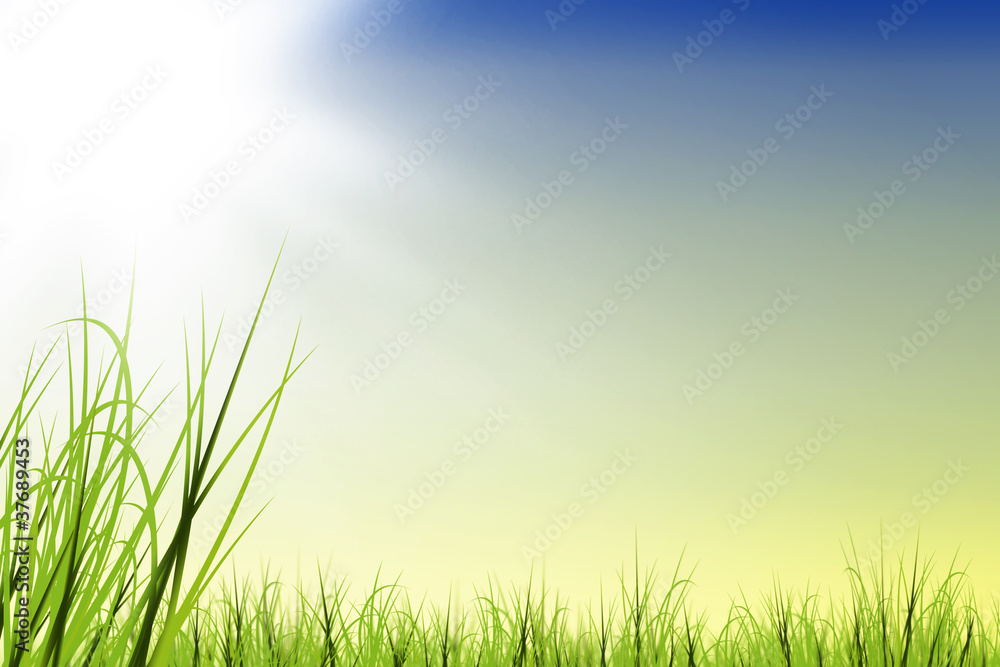 Gras wiese mit Sonnenschein Gras wiese mit Sonnenschein