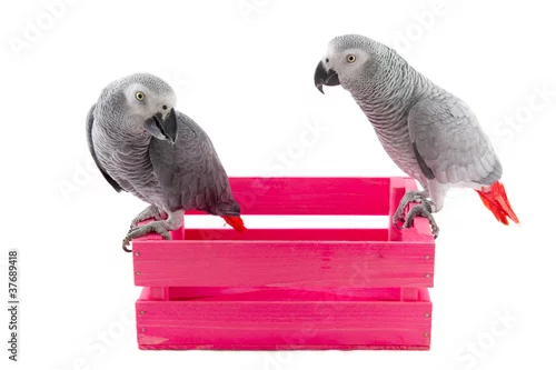 Fototapeta samoprzylepna Grey African parrots