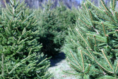 Christmas Tree Farm