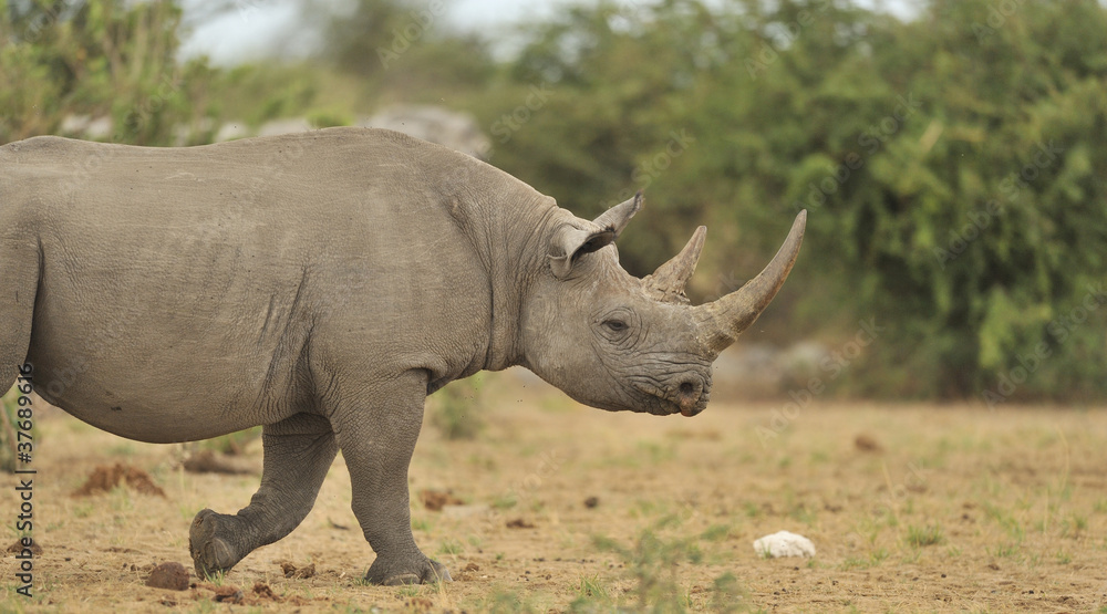 Fototapeta premium Rhino #3
