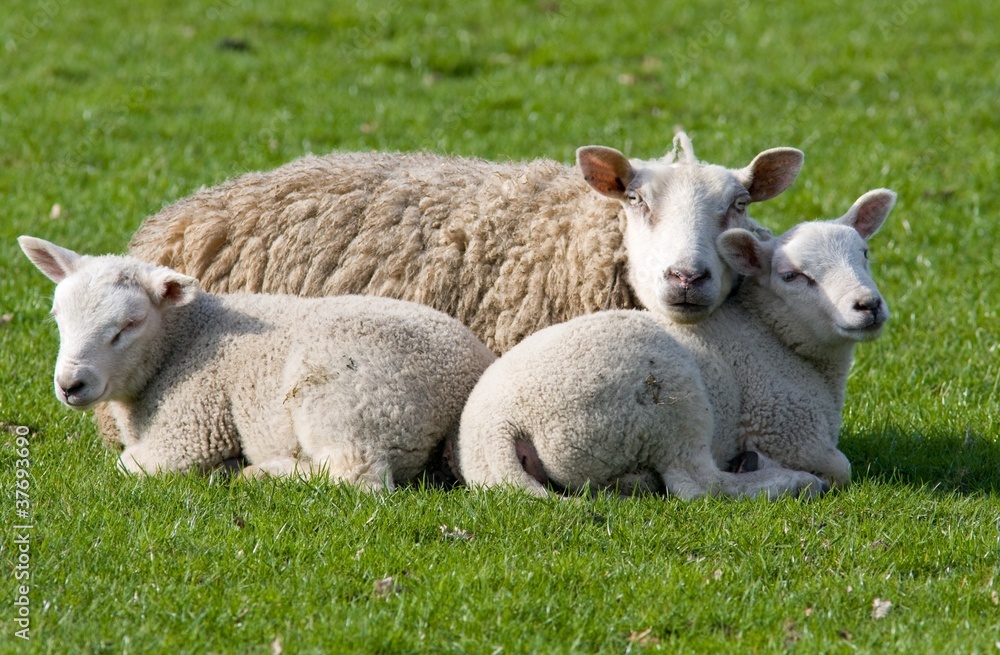 Sheep with two lambs