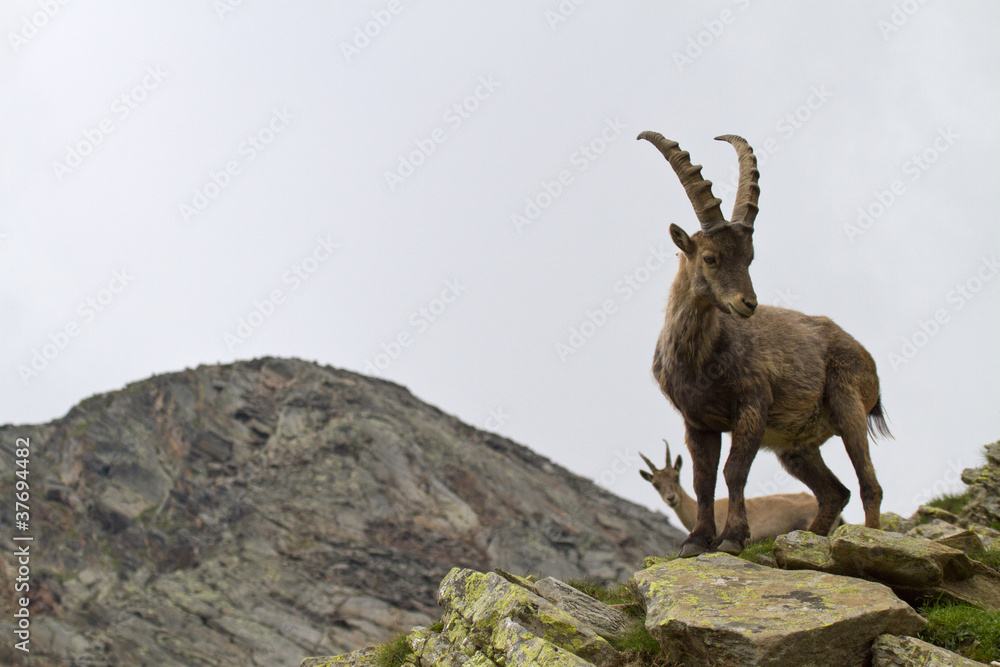 Male and female ibex