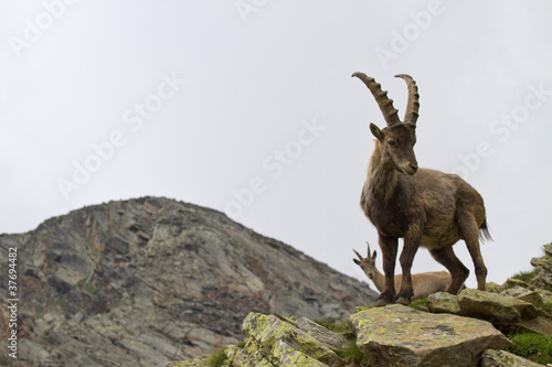 Male and female ibex