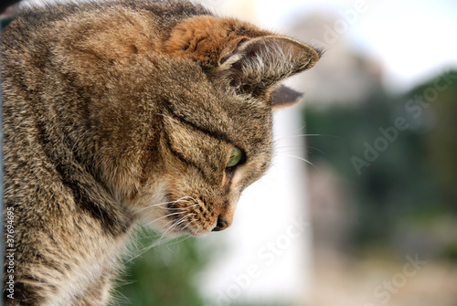 gatto soriano di profilo a Portofino photo
