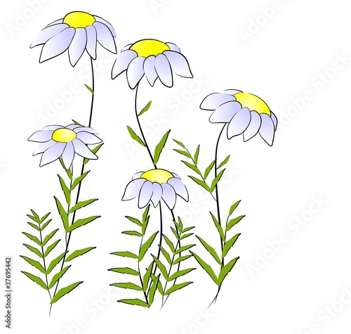 Flowers - camomile