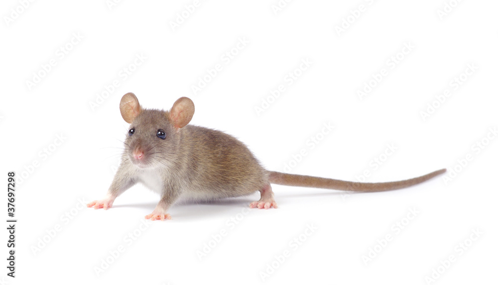 rat rat