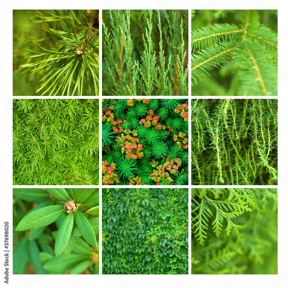 zielone kwadrat iglaste drzewo sosna jałowiec lato - obrazy, fototapety, plakaty 