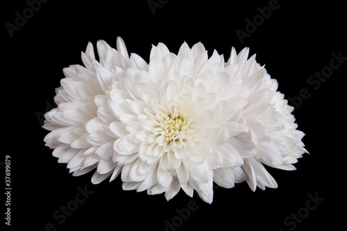 Three open white chrysanthemum button isolated on black