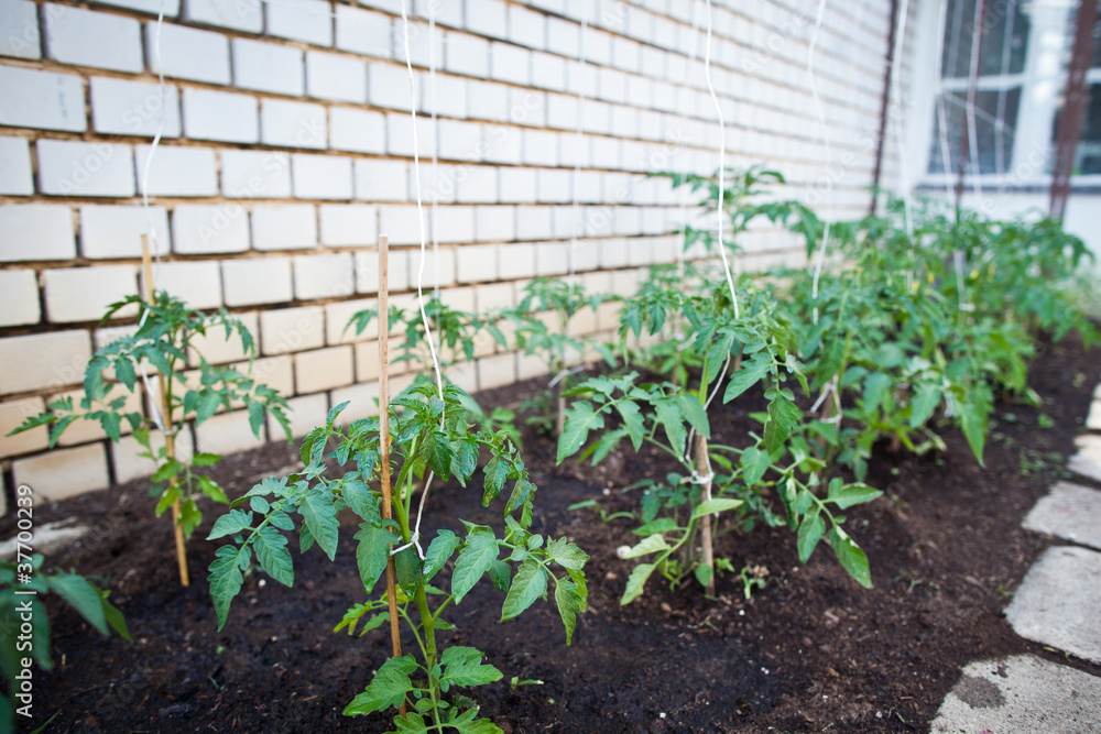 ittle organic/bio/permaculture garden ittle organic/bio/permaculture garden