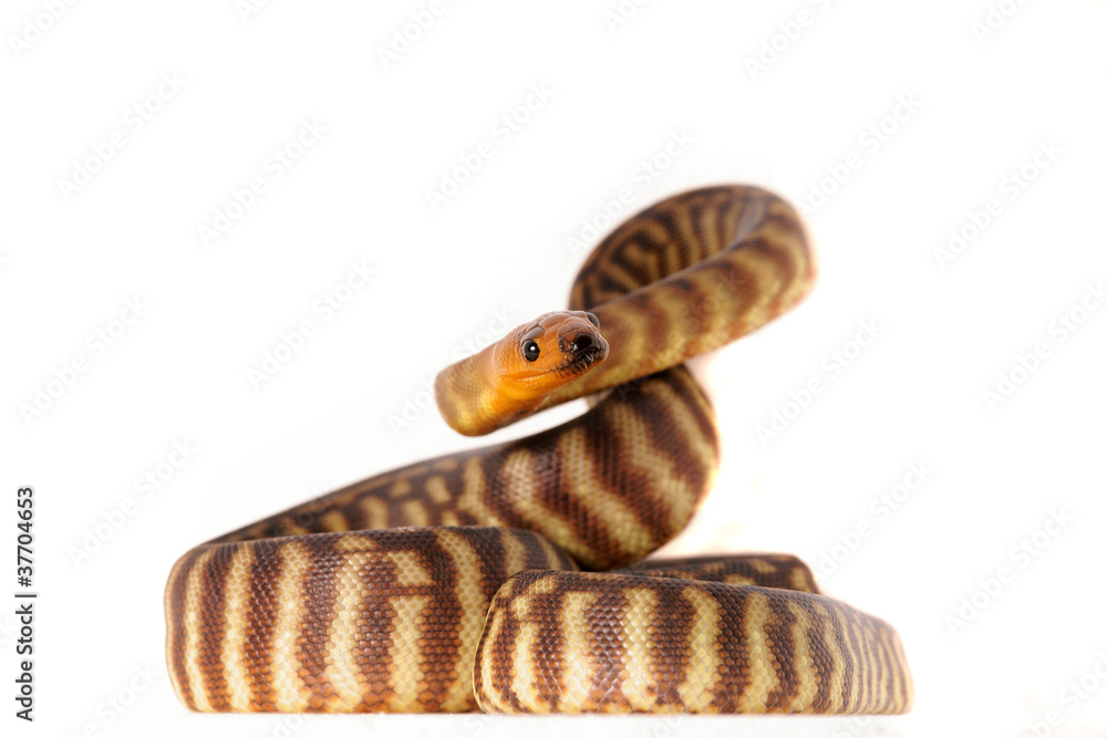 Fototapeta premium Schlange Snake würgeschlange python woma