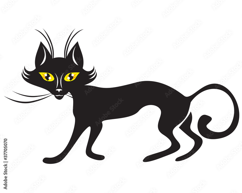 Black cat