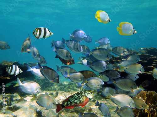 School of tropical fish underwater in the Caribbean sea
