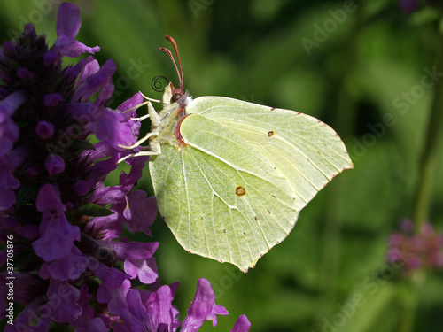 The Common Brimstone perched on the lavender flower.
