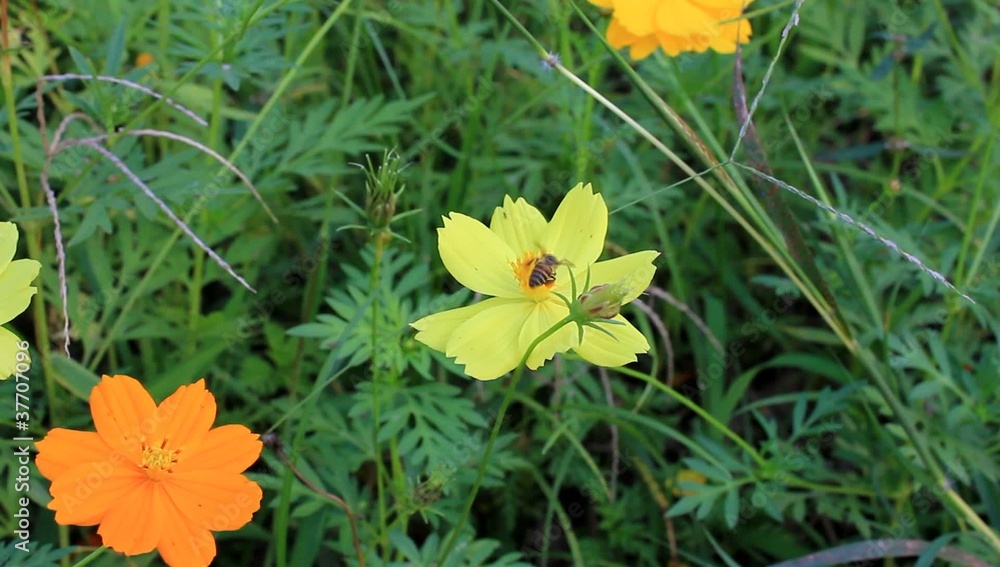 Bee on yellow flower Bee on yellow flower
