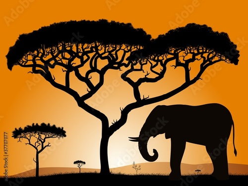 Savannah, the silhouette of the trees and the elephant.