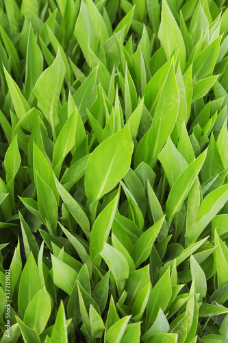 green juicy leaves as a sum...