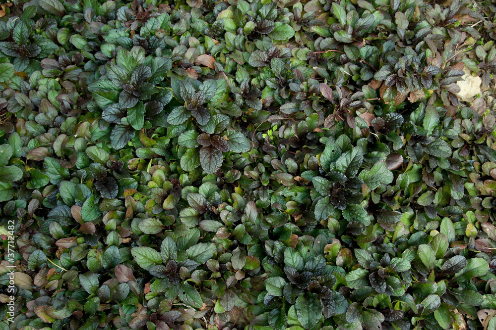 Naklejka premium ajuga reptans