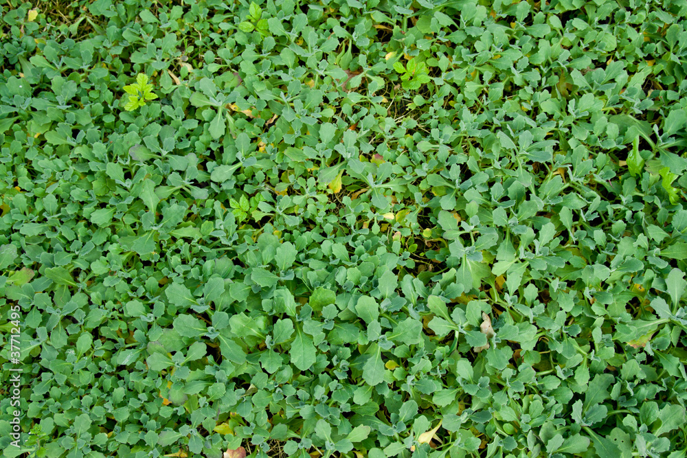 sedum ishidae sedum ishidae