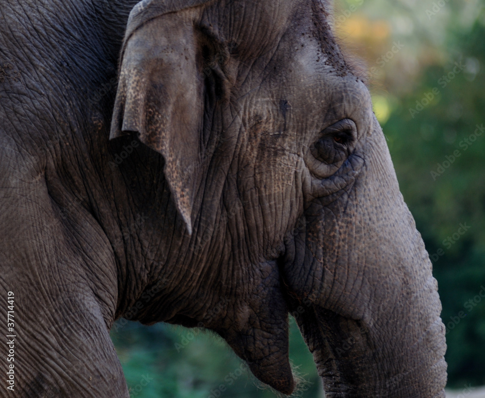 Fototapeta premium Elefante