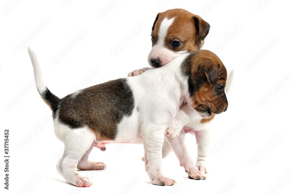 chiots jack russel terrier