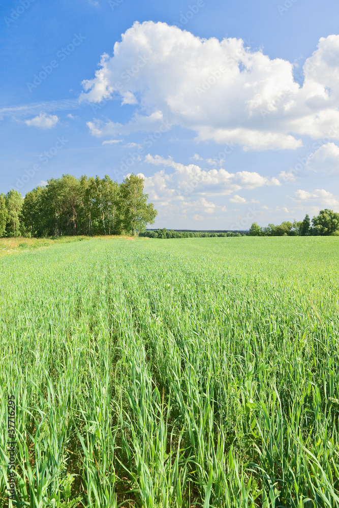 Obraz premium Field and sky