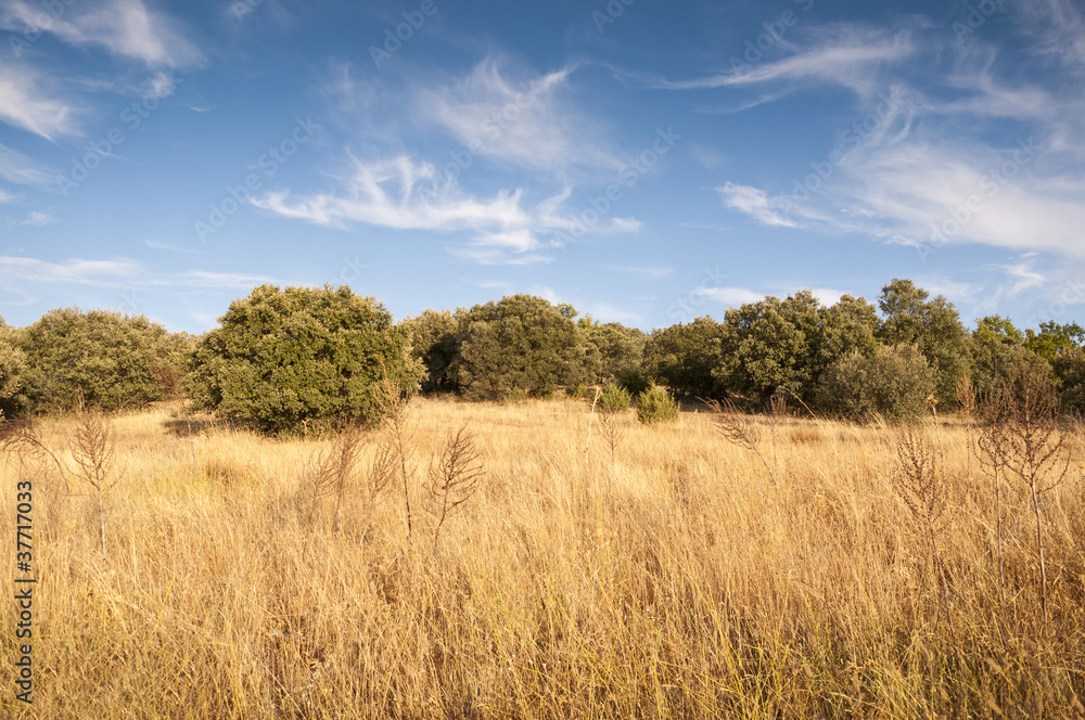 Mediterranean forest at autumn