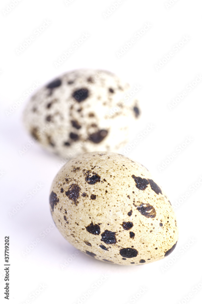 Quail eggs isolated