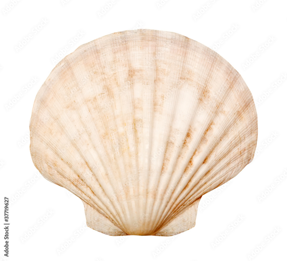 shell isolated on white shell isolated on white
