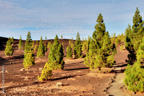 Pine trees on the edge of Teide National park  Tenerife