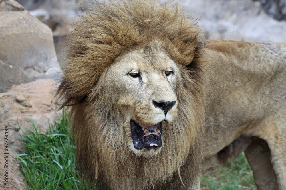 Asiatischer Löwe (Panthera leo persica)