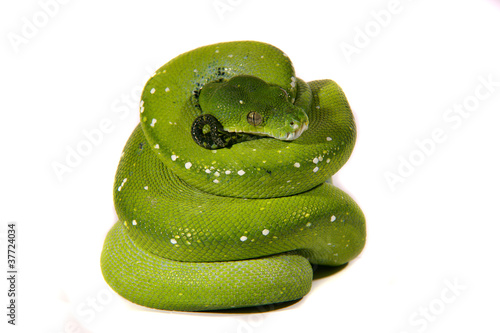 Snake ,Schlange ,Boa,Python,morelia viridis