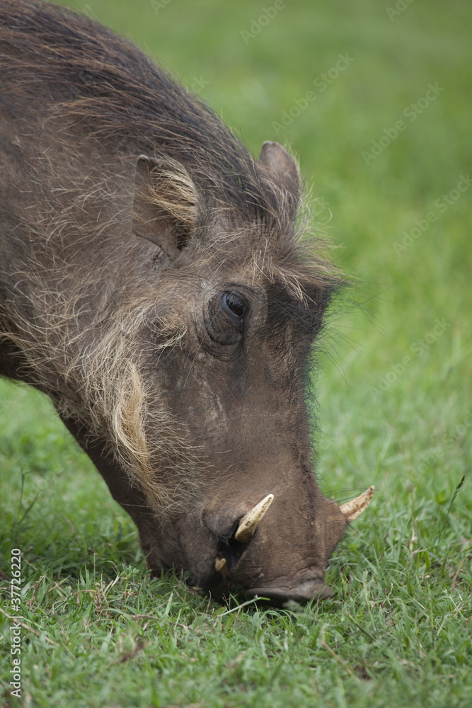 Warthog 7287 Warthog 7287