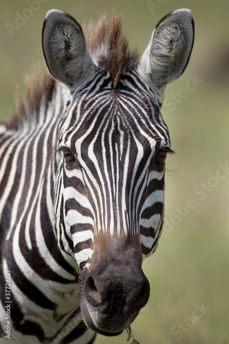 Zebra 8478