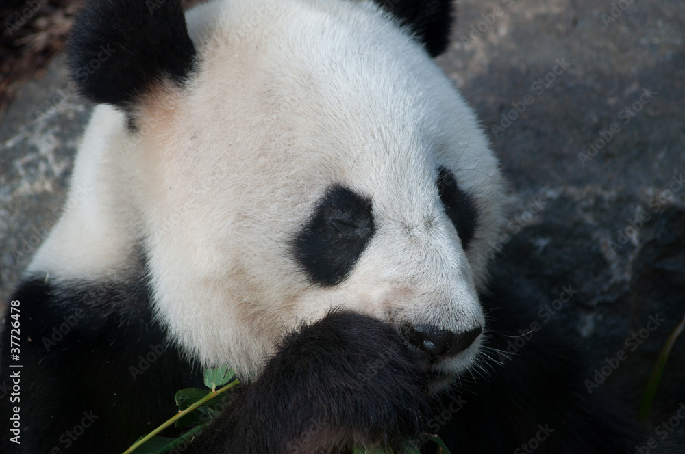 Fototapeta premium Giant Panda Stripping Bamboo