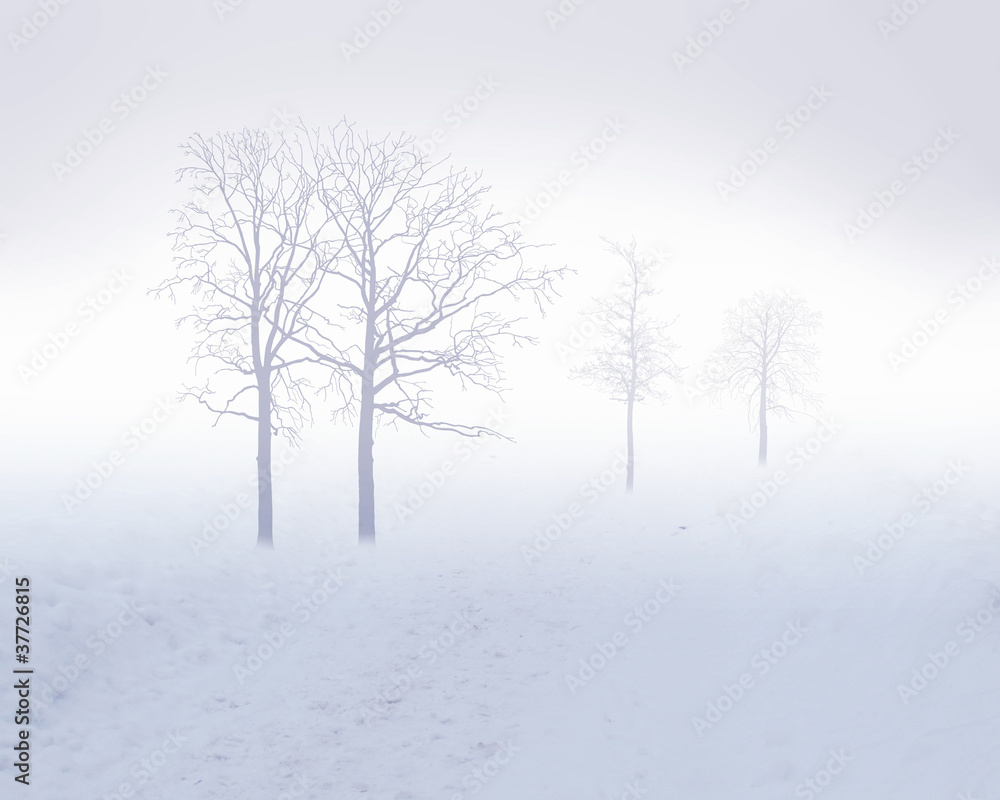 Fototapeta premium White snow tree