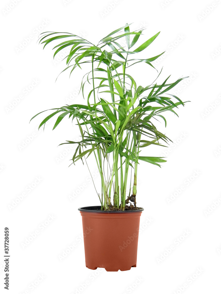 Howea Forsteriana (Kentia) Howea Forsteriana (Kentia)