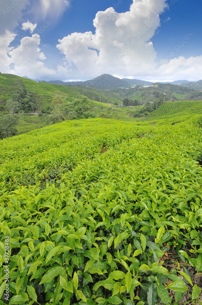 Fototapeta premium Tea plantation farm