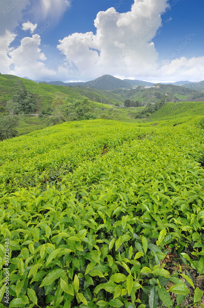 Tea plantation farm