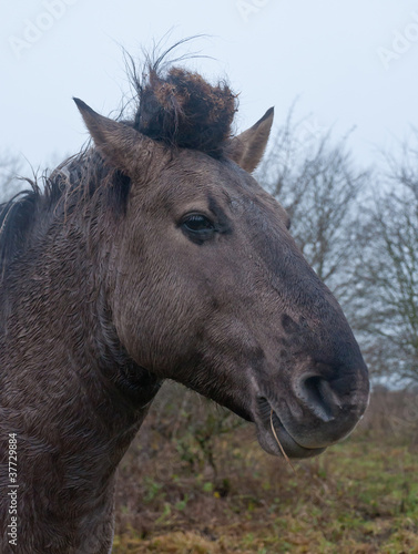 Portrait of a Konik horse © Ruud Morijn
