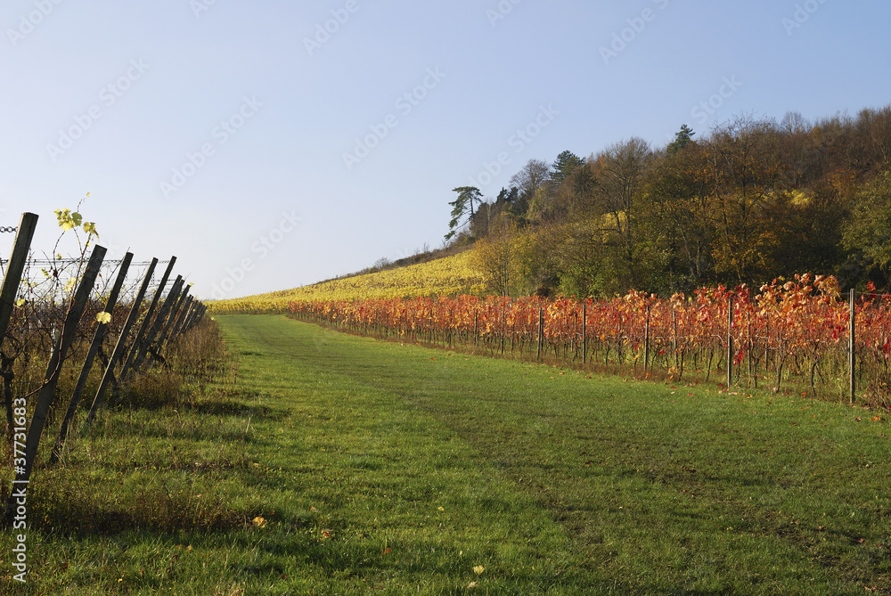 English Vineyard. Late Autumn.