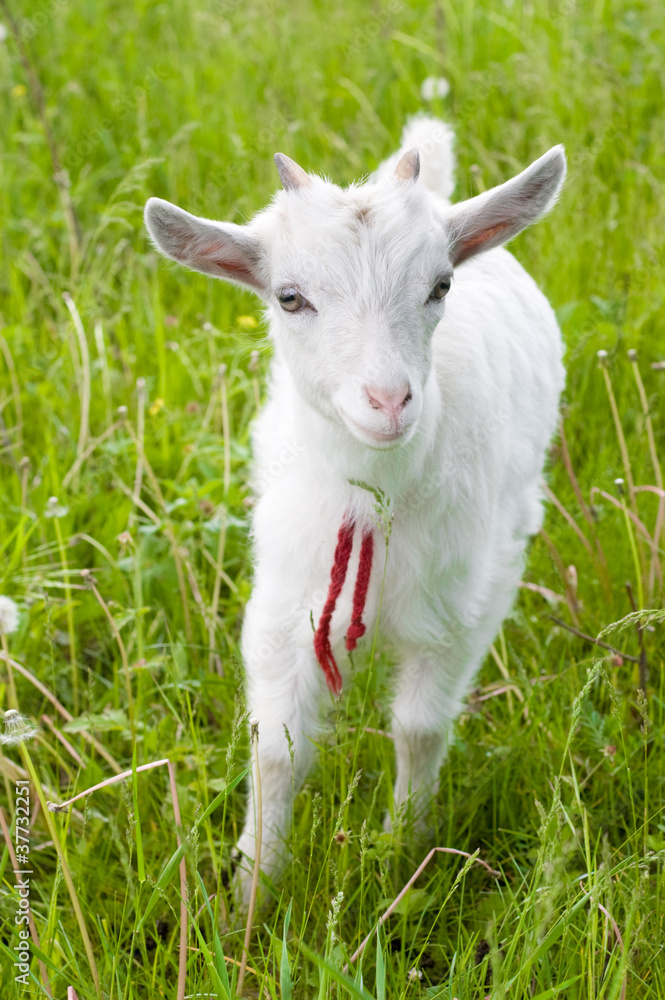 Obraz premium Cute goatling
