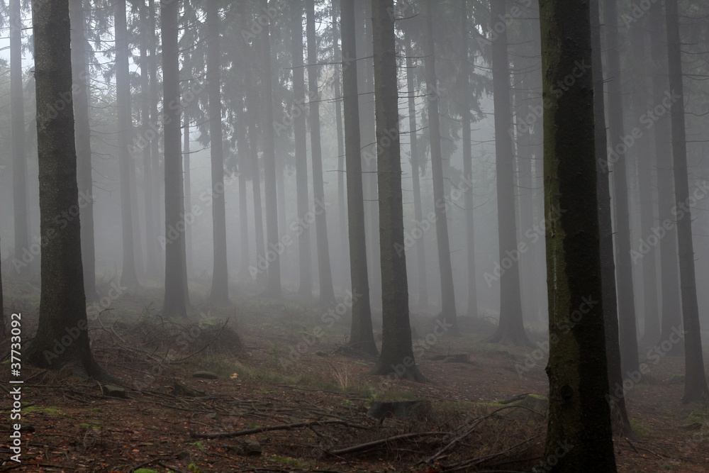 Naklejka premium Nebel