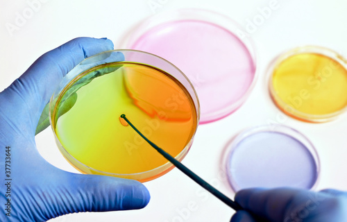 hand of a technician inoculating plates photo