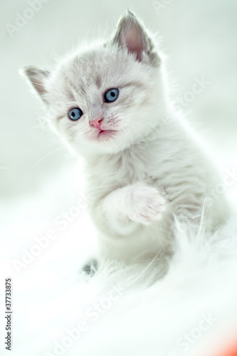 persian kitty